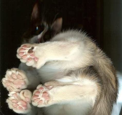 Intriguing Facts About Polydactyl Cats Pethelpful