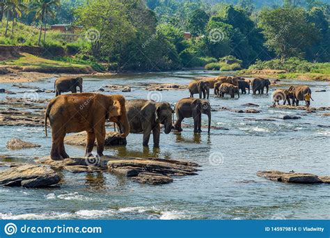 Tropical Rainforest Animals Elephant Okapi And Forest Elephants Are