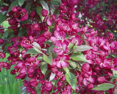 Crab Apple Trees In Bloom Signal Spring In Chicago City