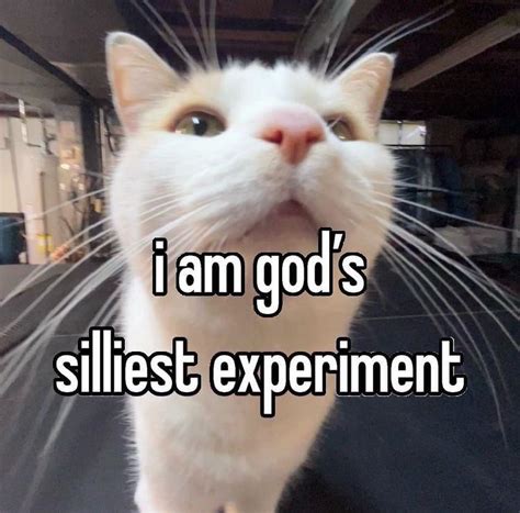 i am god s silliest experiment silly cats know your meme