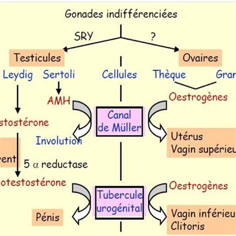 Développement Des Organes Génitaux Externes 36 Download Scientific