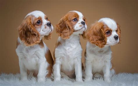Interesting Facts About Cavalier King Charles Spaniels Just Fun Facts