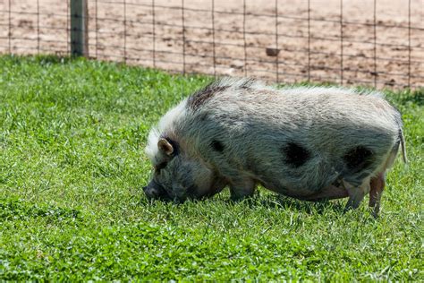 Abandoned Potbellied Pigs Roaming Wild In Delaware Whyy