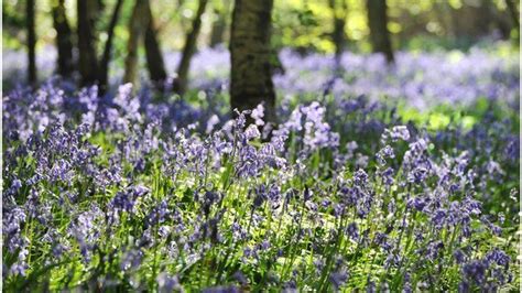 Bluebells The Survival Battle Of Britains Native Bluebells Bbc News
