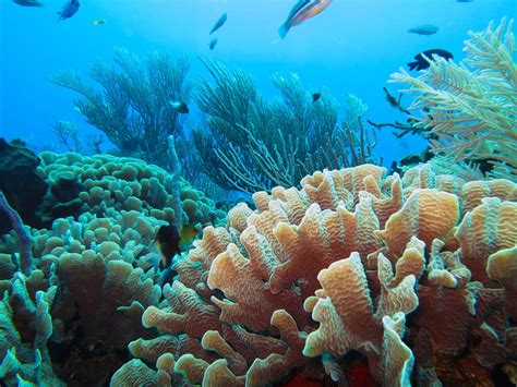 Coral Reef Earth Blog Coral Reef Sea Plants Reef
