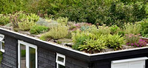 20 Tried And Tested Plants For A Green Roof Herbidacious