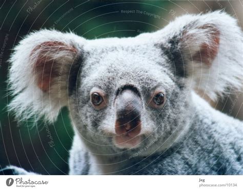 Koala Koala Animal A Royalty Free Stock Photo From Photocase