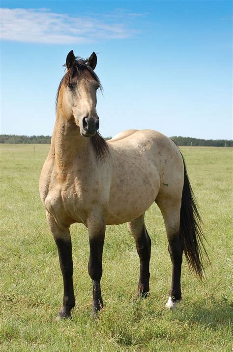 What is a buckskin horse, its color genetics, registry and association, its pictures with a buckskin horses are popular around the world, having appeared in several western tv shows and movies. Buckskin Quarter Horse stallion | Flickr - Photo Sharing ...