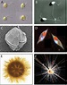 Examples of marine protists and of methods used to visualize eukaryotic ...