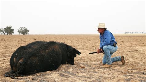 Nsw Farmer Poses With Dead Cow To Show Seriousness Of Drought The