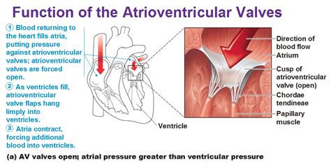 Function Of The Atrioventricular And Semilunar Valves