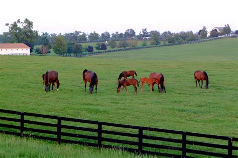 Horse Farm Tours Inc Kentucky Tourism State Of Kentucky Visit