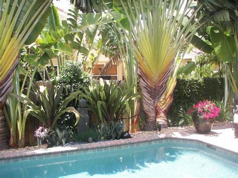 Tropical Palms Around Pool Nice Shade Bougainvillea Travelers