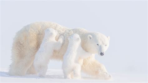 Two Baby Polar Bears And Mother Polar Bear Hd Animals