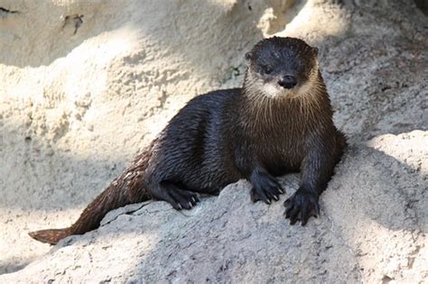 North American River Otter Lontra Canadensis Erin Flickr