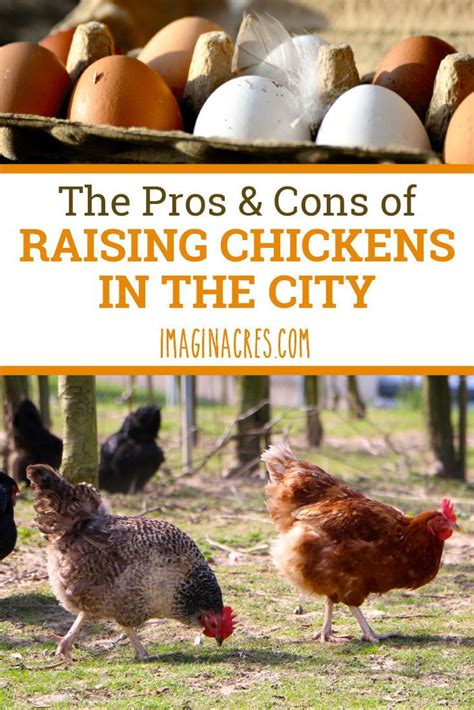 The Pros And Cons Of Raising Chickens In The City Chickens Backyard