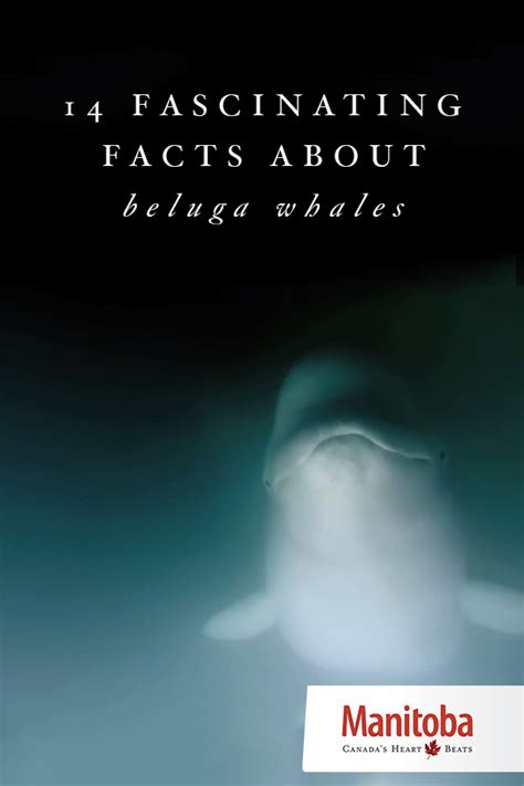 14 Fascinating Facts About Beluga Whales Whale Facts