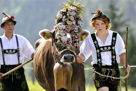 Farmers Wearing Traditional Bavarian Clothes Lead Cattle Down From The