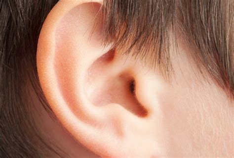 Human Ear Outer Ear Middle Ear Inner Ear Hearing Simplebiology