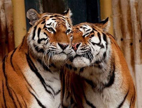 Tiger Love