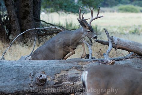 Mule Deer Buck Jumping Over A Log In Yosemite Valley License