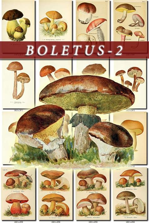 Boletus 2 Collection Of 224 Vintage Images Bolete Edible Poisonous