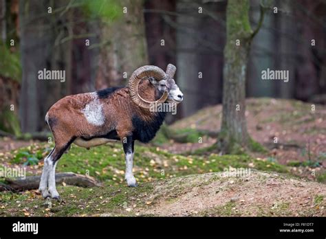European Mouflon Ovis Orientalis Musimon Male Ram Saxony Germany