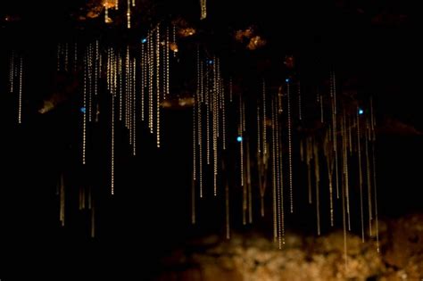 An Epic Tour Around Mount Tamborine Glow Worm Cave Officer Travels