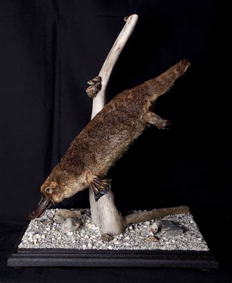 Taxidermy A Real Rarity Duck Billed Platypus Catawiki