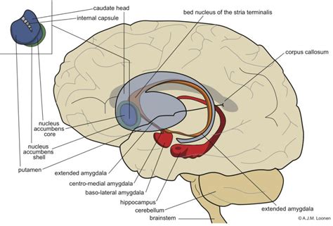 Pin On Neuroanatomy