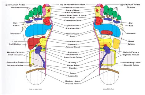 Reflexology Near Me Colchester Holistic Health Clinic