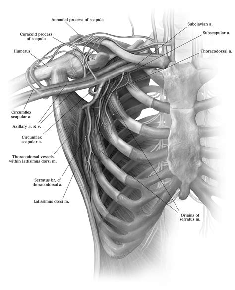 Latissimus Dorsi Muscle Harvest Operative Techniques In Thoracic And