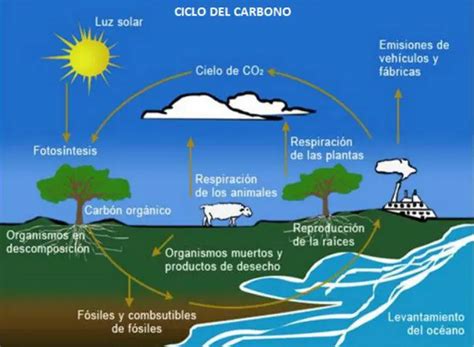 ¿qué Es Ciclo Del Carbono Su Definición Y Significado 2020