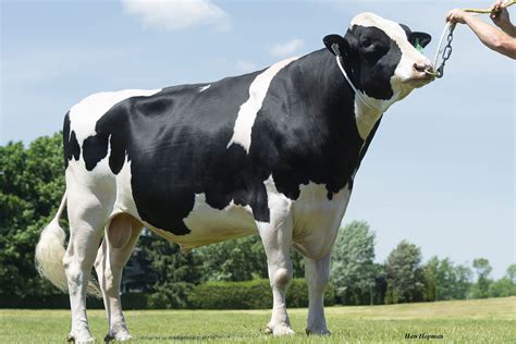 Cattle Breeding For Better Disease Management Dairy Global