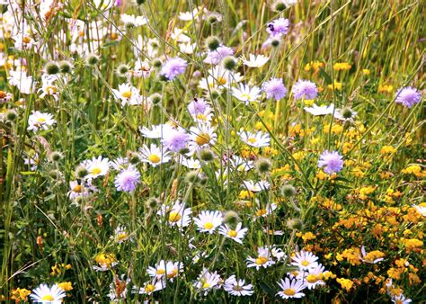 Blumenwiese 50 Blumen Wild Saat Gut