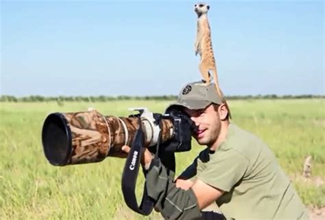 Meerkats Use Photographer As Lookout Post Video One Green Planet