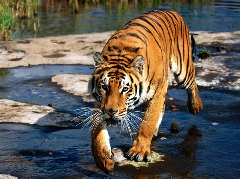 Bengal Tiger Wild Life Animal