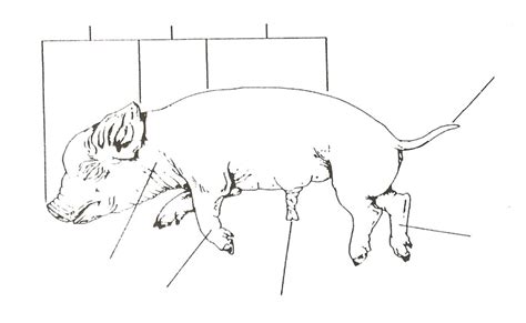 Fetal Pig Dissection Prelab Diagram Quizlet