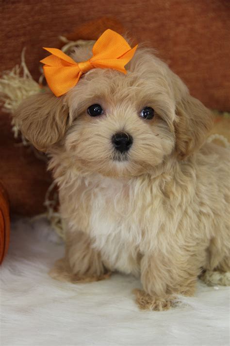 This is an adorable designer dog breed that is crossed between a toy poodle and a maltese. Maltipoo Puppies For Sale | South 437 Road, OK #240783