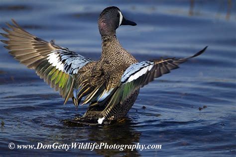Anas Discors Blue Winged Teal Blue Winged Teal Beautiful Birds
