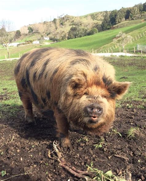 18 Pigs Who Are Too Adorable To Be Real Pet Pigs Baby Pigs Cute