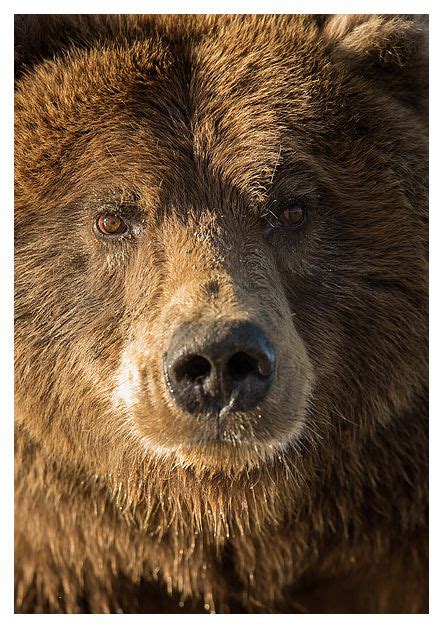 Grizzly Bear Close Up Portrait Edebiyat