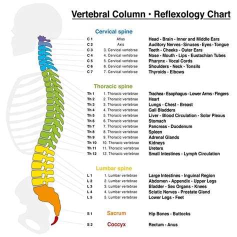 Learn More About Your Spine Series Part 1 Philani Physical Therapy