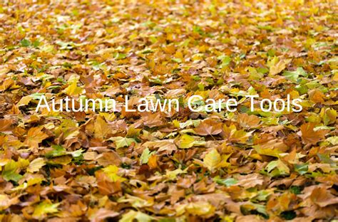 Autumn Lawn Care Tools Root One
