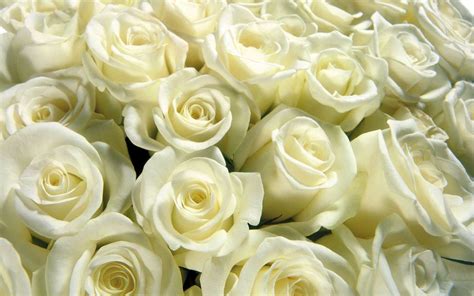 White Roses Wallpapers Desktop Backgrounds Wallpaper Cave