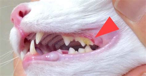 It is characterized by severe inflammation of the gingiva and the this is also known as caudal mucositis. Cat Teeth Cleaning Aids | Cat Dental Foods | Walkerville Vet