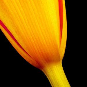 Pink Calla Lily Photograph By Tony Ramos Fine Art America