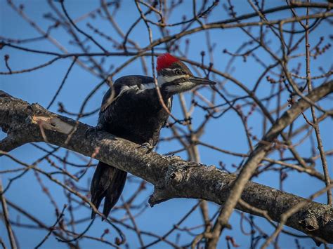 Juvenile Pileated Woodpeckers Identification With Birdfact