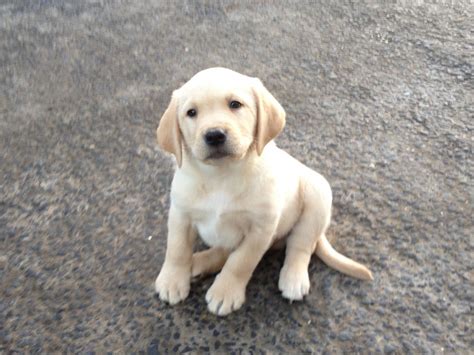 • lab puppies mother, and father video. 1 Gorgeous Golden Labrador For Sale | Swansea, Swansea ...