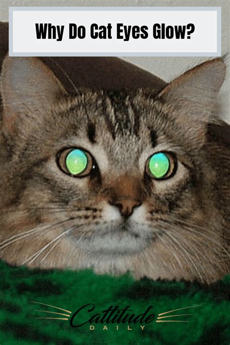 Have You Ever Wondered Why Cat Eyes Will Glow In Bright Lights Or